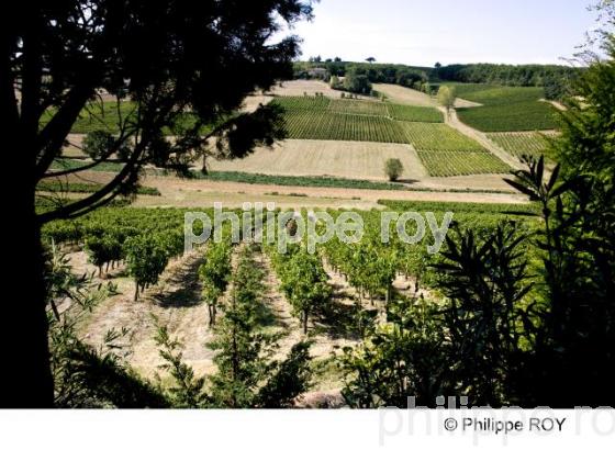 Vignoble de Gaillac - Tarn (81V00132.jpg)