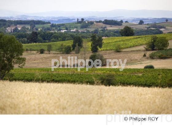Vignoble de Gaillac - Tarn (81V00134.jpg)