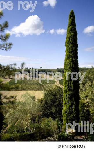 Vignoble de Gaillac - Tarn (81V00136.jpg)