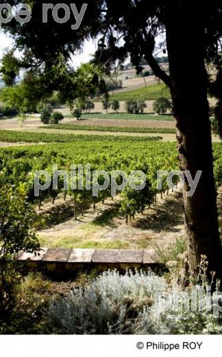 Vignoble de Gaillac - Tarn (81V00137.jpg)
