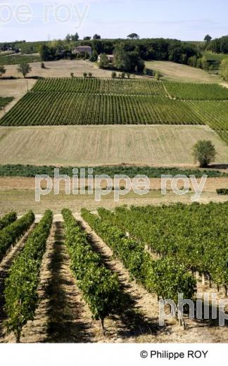 Vignoble de Gaillac - Tarn (81V00138.jpg)