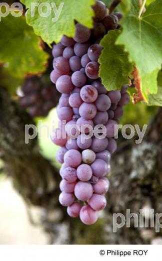 Vignoble de Gaillac - Tarn (81V00139.jpg)