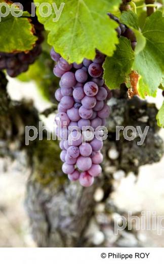 Vignoble de Gaillac - Tarn (81V00140.jpg)