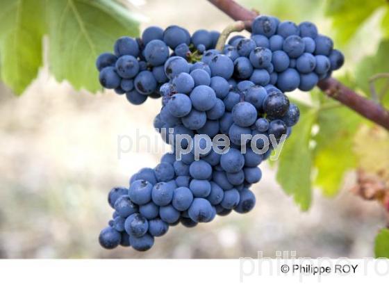 Vignoble de Gaillac - Tarn (81V00207.jpg)