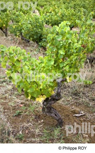 Vignoble de Gaillac - Tarn (81V00213.jpg)