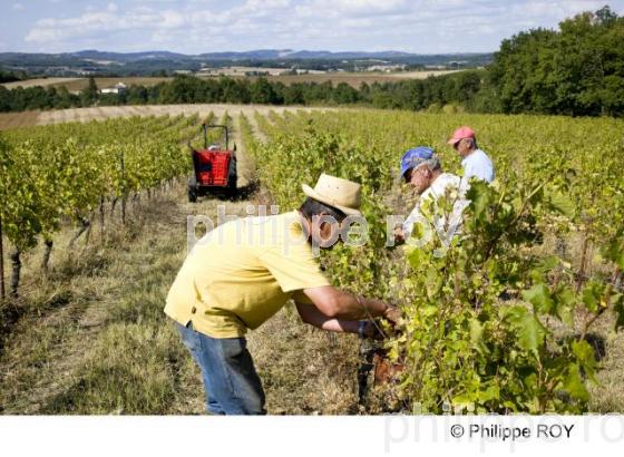 Vignoble de Gaillac - Tarn (81V00310.jpg)