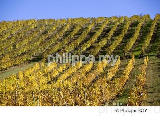 Le Vignoble du Tarn - Tarn et Garonne (82F01034.jpg)