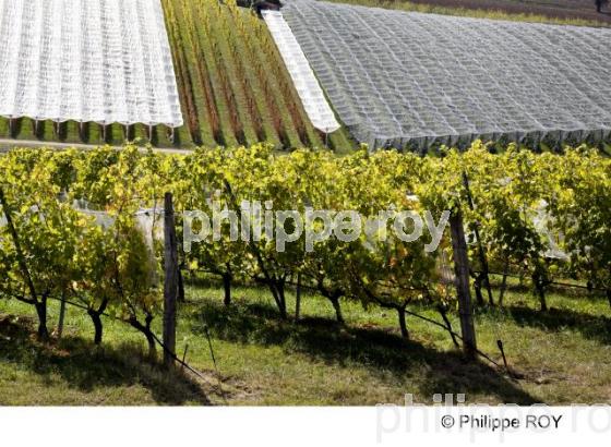 Le Vignoble du Tarn - Tarn et Garonne (82F01101.jpg)