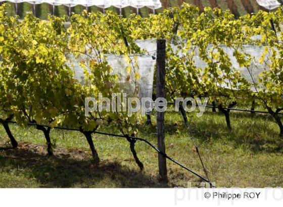 Le Vignoble du Tarn - Tarn et Garonne (82F01102.jpg)