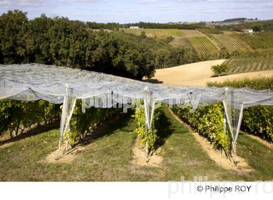 Le Vignoble du Tarn - Tarn et Garonne (82F01104.jpg)