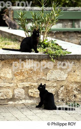 LE  VILLAGE FORTIFIE DE MONTPEZAT-DE-QUERCY, QUERCY BLANC,TARN-ET-GARONNE. (82F01933.jpg)