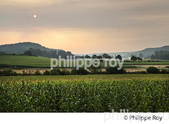 PAYSAGE AGRICOLE, COMMUNE DE  DE MONTAIGU-DE-QUERCY, QUERCY BLANC, TARN-ET-GARONNE. (82F02123.jpg)