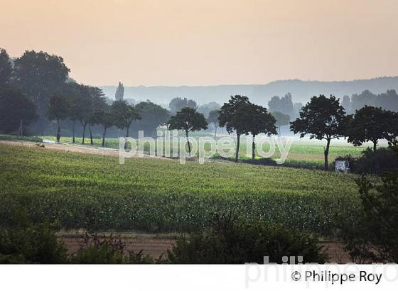 PAYSAGE AGRICOLE, COMMUNE DE  DE MONTAIGU-DE-QUERCY, QUERCY BLANC, TARN-ET-GARONNE. (82F02124.jpg)