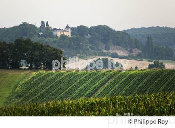 PAYSAGE AGRICOLE, COMMUNE DE VALEILLES, QUERCY BLANC,TARN-ET-GARONNE. (82F02126.jpg)