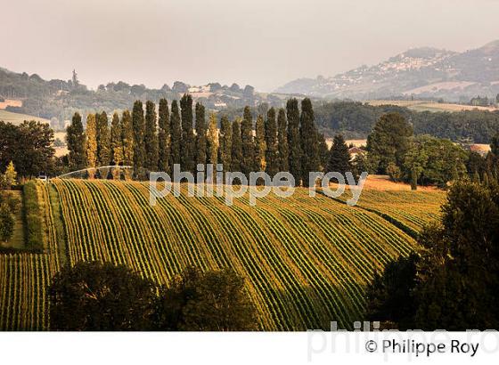 PAYSAGE AGRICOLE, COMMUNE DE VALEILLES, QUERCY BLANC,TARN-ET-GARONNE. (82F02127.jpg)