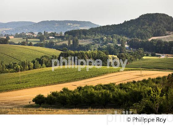 PAYSAGE AGRICOLE, COMMUNE DE VALEILLES, QUERCY BLANC,TARN-ET-GARONNE. (82F02128.jpg)