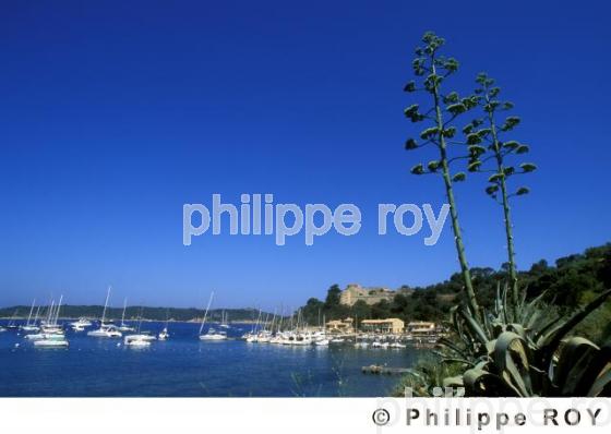 Ile de Port Cros (83F00135.jpg)