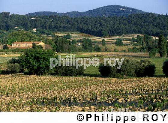 Vignoble de Provence (83V00102.jpg)
