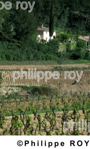 Vignoble de Provence (83V00106.jpg)