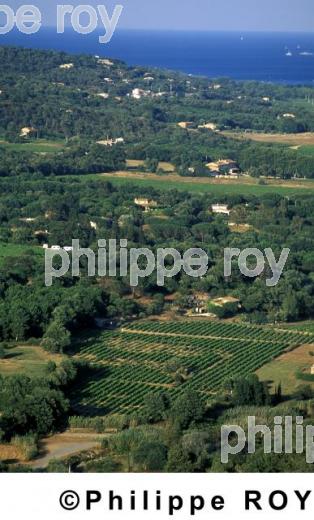 Vignoble de Provence (83V00108.jpg)