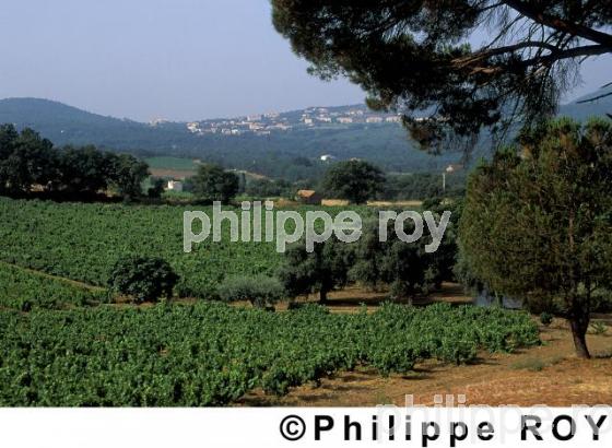 Vignoble du Var (83V00109.jpg)