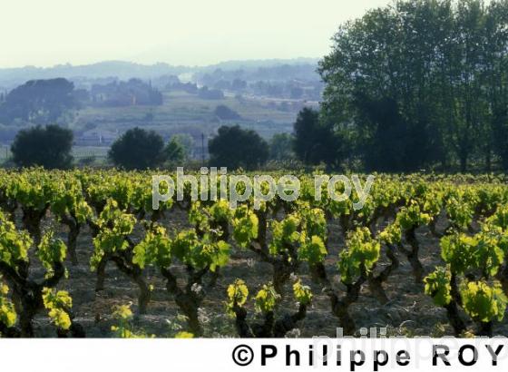 Vignoble de Provence (83V00111.jpg)