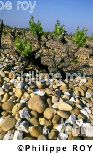 Vignoble de Ctes du Rhne (84V00111.jpg)
