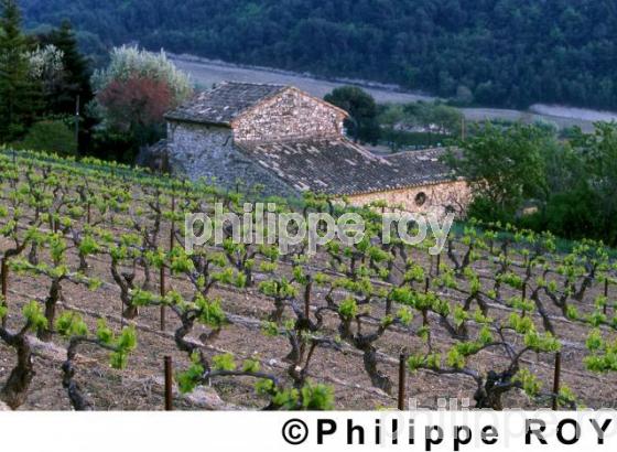 Vignoble de Ctes du Rhne (84V00207.jpg)