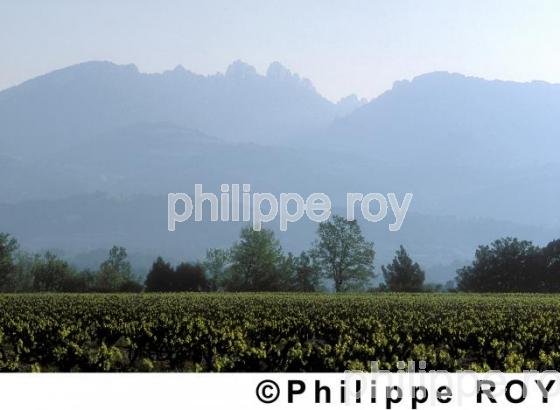 Vignoble des Ctes du Rhne (84V00214.jpg)