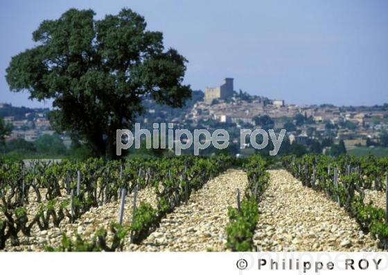 Le vignoble des Ctes du Rhne (84V00224.jpg)