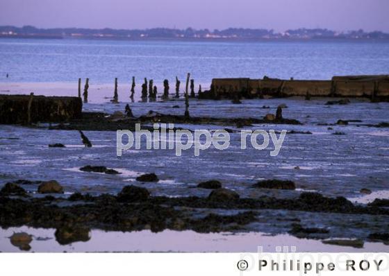 Ile de Noirmoutier (85F00340.jpg)