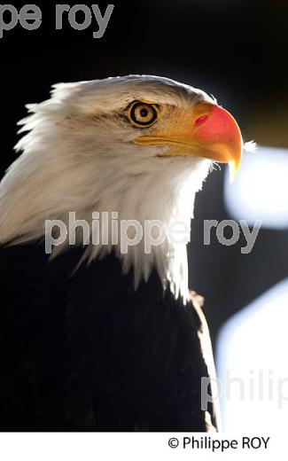 PUY DU FOU, PARC DE LOISIRS, VENDEE, FRANCE // (85F02904.jpg)