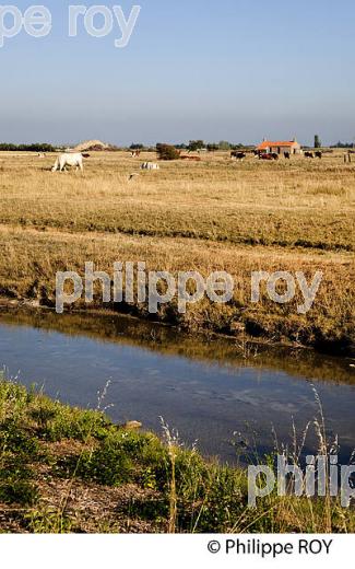 MARAIS BRETON, COTE ATLANTIQUE, VENDEE, FRANCE (85F03114.jpg)