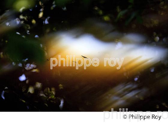 SOLEIL DANS L' EAU , MONTROL-SENARD, HAUTE-VIENNE, HAUT-LIMOUSIN. (87F00840.jpg)