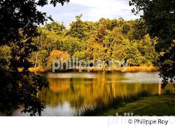 ETANG, MONTS DE BLOND, HAUTE-VIENNE, HAUT-LIMOUSIN. (87F01008.jpg)