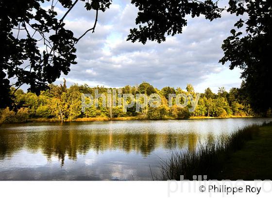 ETANG, MONTS DE BLOND, HAUTE-VIENNE, HAUT-LIMOUSIN. (87F01009.jpg)