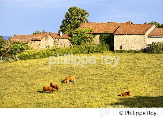 ELEVAGE BOVIN, MONTS DE BLOND, HAUTE-VIENNE, HAUT-LIMOUSIN. (87F01014.jpg)