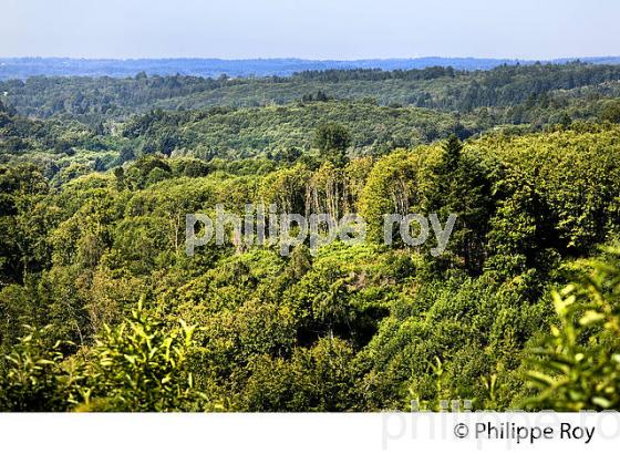 MASSIF FORESTIER DES MONTS DE BLOND, HAUTE-VIENNE, HAUT-LIMOUSIN. (87F01017.jpg)