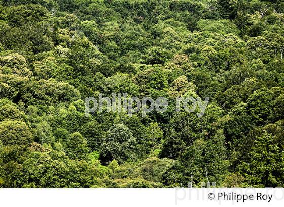 MASSIF FORESTIER DES MONTS DE BLOND, HAUTE-VIENNE, HAUT-LIMOUSIN. (87F01019.jpg)