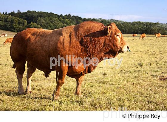 TAUREAU,  RACE LIMOUSINE,  HAUT-LIMOUSIN, PARC NATUREL REGIONAL  PERIGORD LIMOUSIN. (87F01128.jpg)