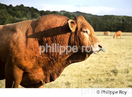 TAUREAU,  RACE LIMOUSINE,  HAUT-LIMOUSIN, PARC NATUREL REGIONAL  PERIGORD LIMOUSIN. (87F01129.jpg)