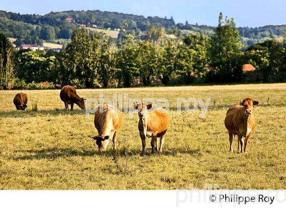 VACHES,  RACE LIMOUSINE,  HAUT-LIMOUSIN, PARC NATUREL REGIONAL  PERIGORD LIMOUSIN. (87F01130.jpg)