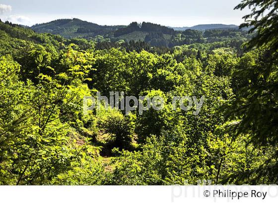 PAYSAGE DU LIMOUSIN, PLATEAU DE MILLEVACHES, COMMUNE DE NEDDE, HAUTE VIENNE, LIMOUSIN (87F02124.jpg)