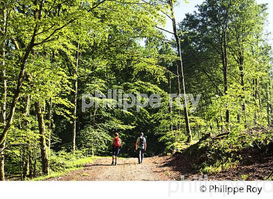 RANDONNEUR, FORET, PLATEAU DE MILLEVACHES, COMMUNE DE NEDDE, HAUTE VIENNE, LIMOUSIN. (87F02126.jpg)