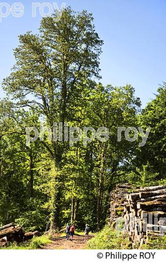 RANDONNEUR, FORET, PLATEAU DE MILLEVACHES, COMMUNE DE NEDDE, HAUTE VIENNE, LIMOUSIN. (87F02127.jpg)