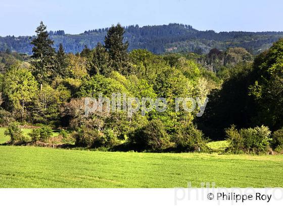 LES MONTS DE BLOND,  HAUTE-VIENNE, LIMOUSIN. (87F02632.jpg)