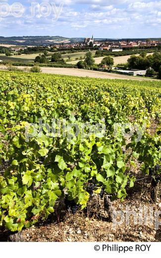 VIGNOBLE DE BOURGOGNE,  AUXERROIS, APPELATION VILLAGE, COULANGES LA VINEUSE. (89F00620.jpg)