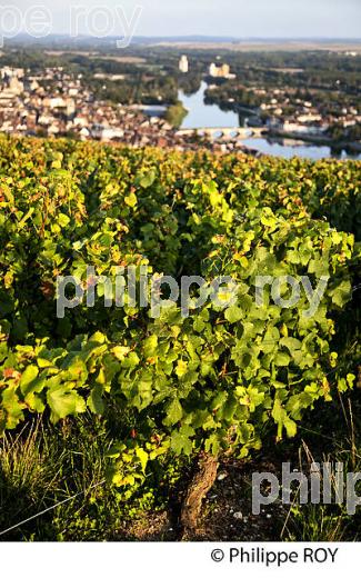 VIGNOBLE DE LA COTE SAINT JACQUES, LA  VILLE DE JOIGNY, ET L' YONNE, VALLEE DE L' YONNE,  BOURGOGNE. (89F00703.jpg)