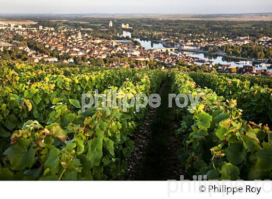 VIGNOBLE DE LA COTE SAINT JACQUES, LA  VILLE DE JOIGNY, ET L' YONNE, VALLEE DE L' YONNE,  BOURGOGNE. (89F00708.jpg)