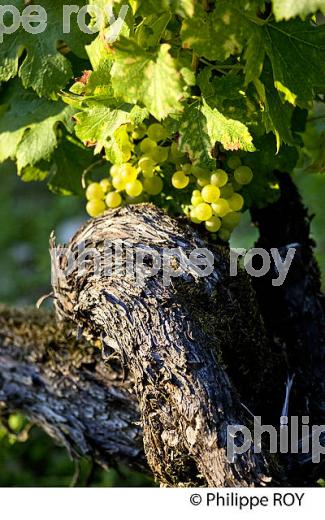 PIED DE VIGNE, CEPAGECHARDONNAY, VIGNOBLE  AOC CHABLIS,  YONNE, BOURGOGNE. (89F01607.jpg)